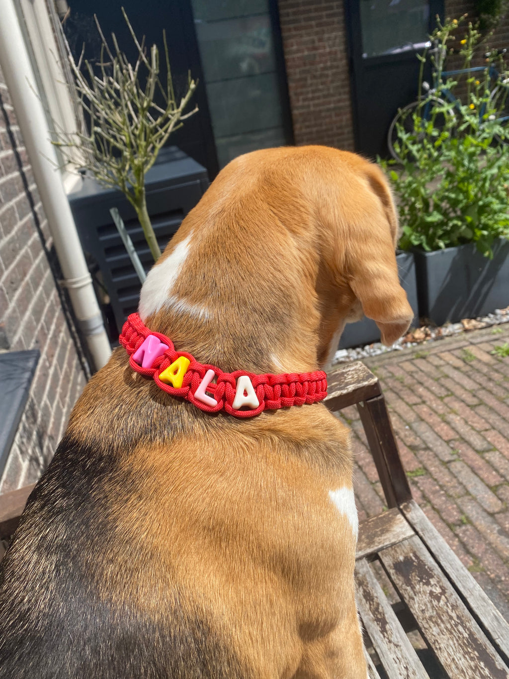 Hondenhalsband (contact via insta)