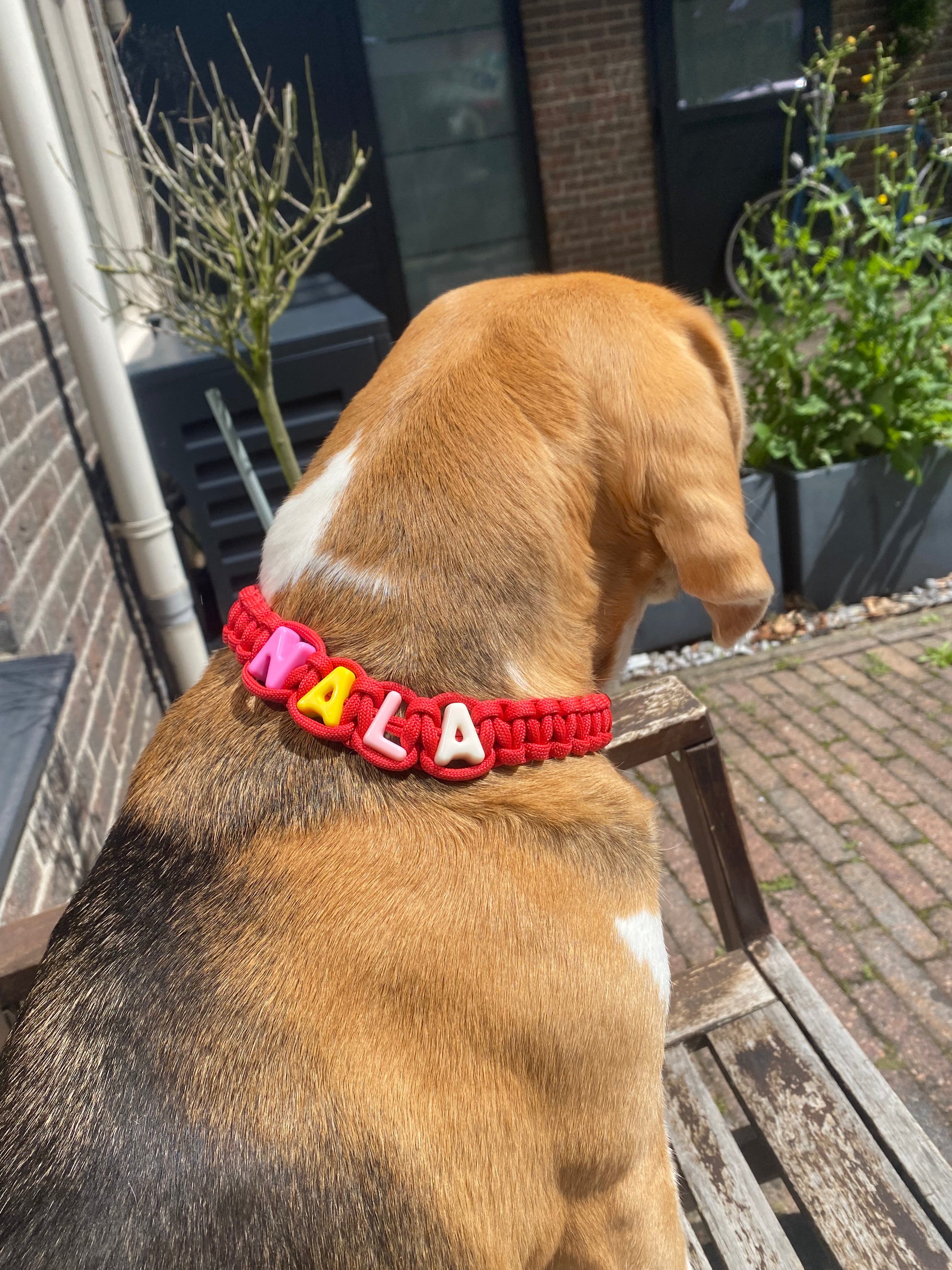 Hondenhalsband (contact via insta)